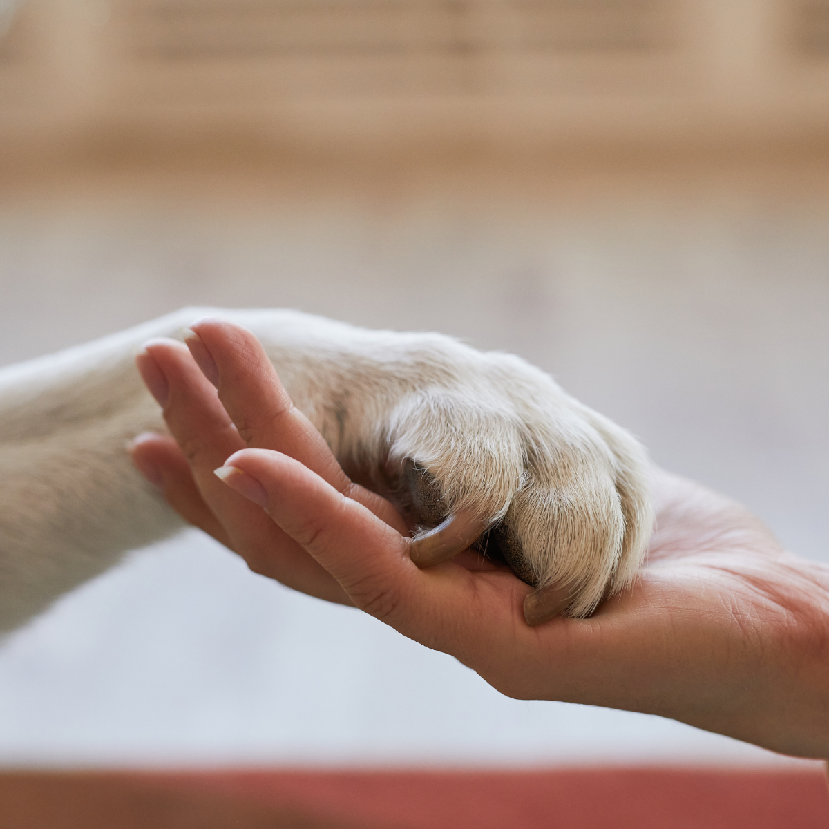 bridas para incineración e identificación de mascotas